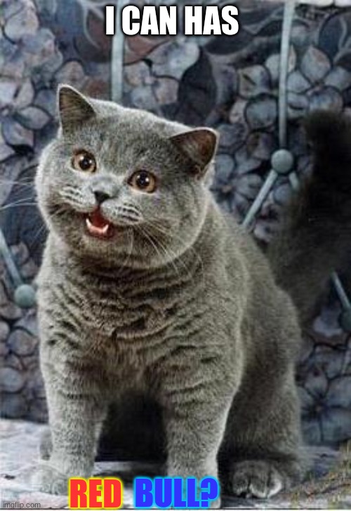 I can has cheezburger cat | I CAN HAS RED BULL? | image tagged in i can has cheezburger cat | made w/ Imgflip meme maker