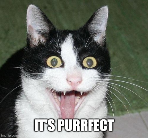 excited cat | IT'S PURRFECT | image tagged in excited cat | made w/ Imgflip meme maker