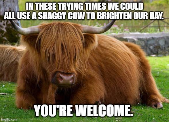 Shaggy Cow | IN THESE TRYING TIMES WE COULD ALL USE A SHAGGY COW TO BRIGHTEN OUR DAY. YOU'RE WELCOME. | image tagged in cow,shaggy cow | made w/ Imgflip meme maker