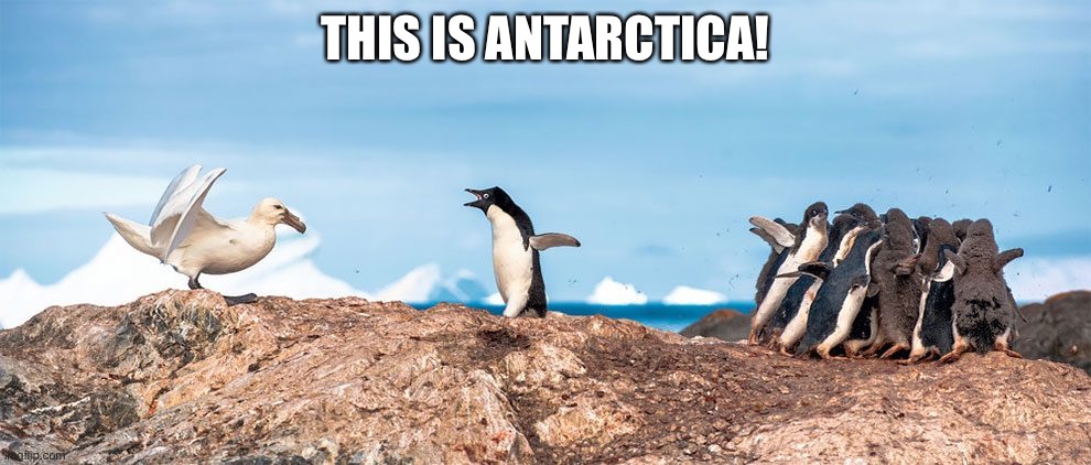 THIS IS ANTARCTICA! | image tagged in funny animals,this is sparta | made w/ Imgflip meme maker