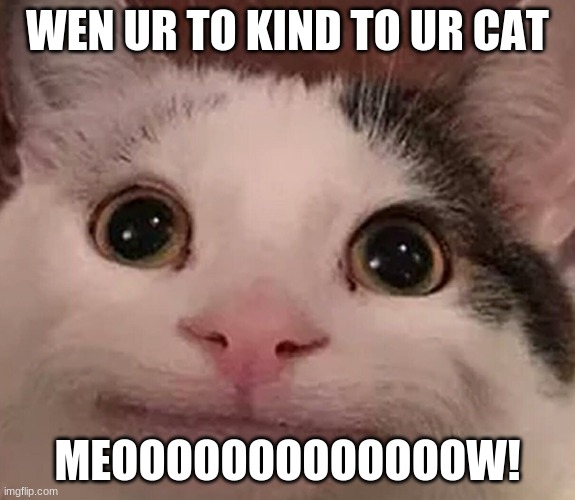 I AM POLITE | WEN UR TO KIND TO UR CAT; MEOOOOOOOOOOOOOW! | image tagged in polite cat | made w/ Imgflip meme maker