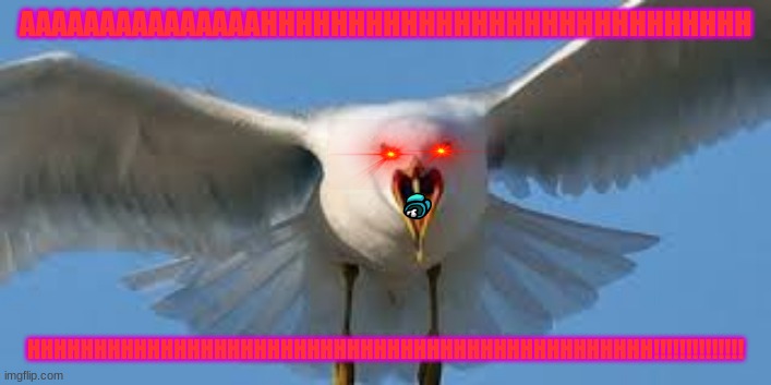 boorrrbbbsss | AAAAAAAAAAAAAAAHHHHHHHHHHHHHHHHHHHHHHHHHHHH; HHHHHHHHHHHHHHHHHHHHHHHHHHHHHHHHHHHHHHHHHHHHHHH!!!!!!!!!!!!!! | image tagged in bird,evil seagull | made w/ Imgflip meme maker