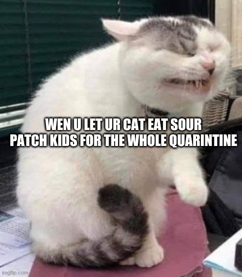 SOUUUUUUUUR | WEN U LET UR CAT EAT SOUR PATCH KIDS FOR THE WHOLE QUARINTINE | image tagged in sour cat | made w/ Imgflip meme maker