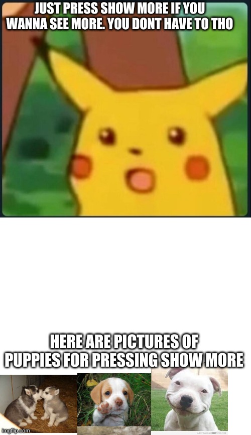 ok | JUST PRESS SHOW MORE IF YOU WANNA SEE MORE. YOU DONT HAVE TO THO; HERE ARE PICTURES OF PUPPIES FOR PRESSING SHOW MORE | image tagged in surprised pikachu,oof,show more | made w/ Imgflip meme maker