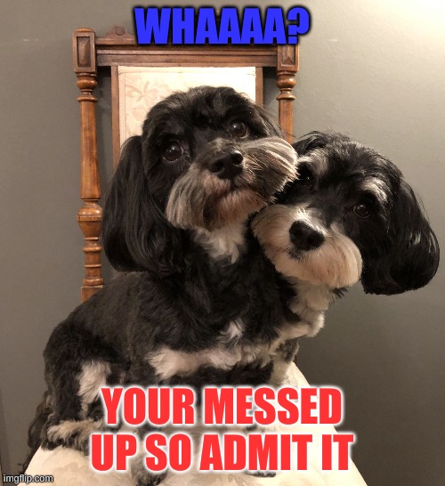Cute havanese dogs | WHAAAA? YOUR MESSED UP SO ADMIT IT | image tagged in cute havanese dogs | made w/ Imgflip meme maker