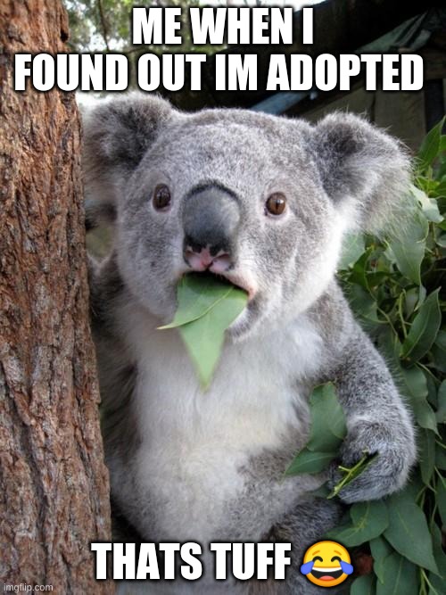 Surprised Koala Meme | ME WHEN I FOUND OUT IM ADOPTED; THATS TUFF 😂 | image tagged in memes,surprised koala | made w/ Imgflip meme maker