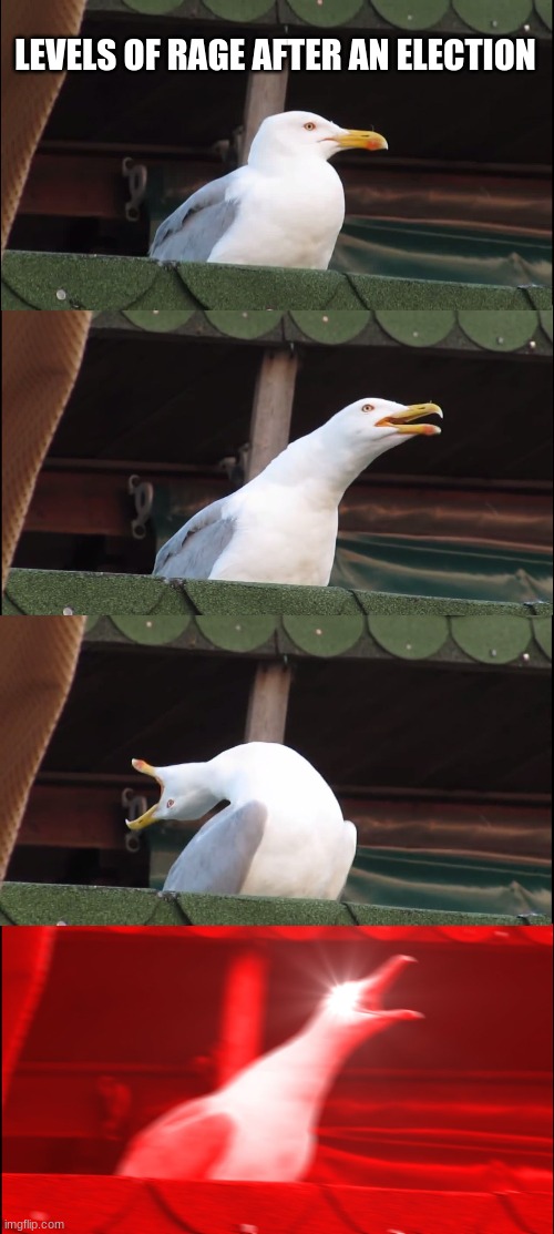 lol | LEVELS OF RAGE AFTER AN ELECTION | image tagged in memes,inhaling seagull | made w/ Imgflip meme maker