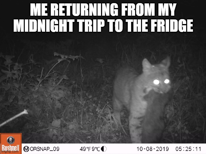 Mammal Meme | ME RETURNING FROM MY MIDNIGHT TRIP TO THE FRIDGE | image tagged in science | made w/ Imgflip meme maker