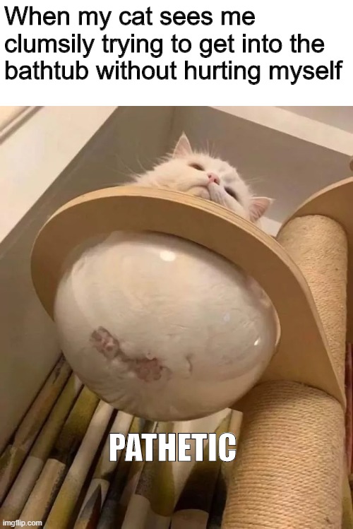 Bowled cat | When my cat sees me clumsily trying to get into the bathtub without hurting myself; PATHETIC | image tagged in pathetic,cat | made w/ Imgflip meme maker