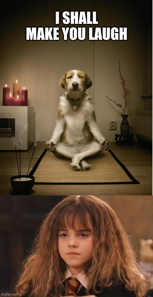 I SHALL MAKE YOU LAUGH | image tagged in dog meditation funny,harry potter - miss granger is not amused | made w/ Imgflip meme maker