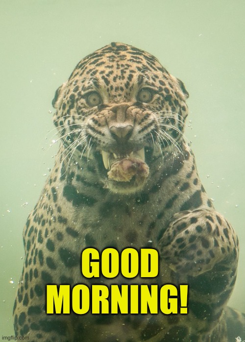 Jaguar In Water Tank | GOOD MORNING! | image tagged in jaguar,water tank,good morning,wtf,hello | made w/ Imgflip meme maker