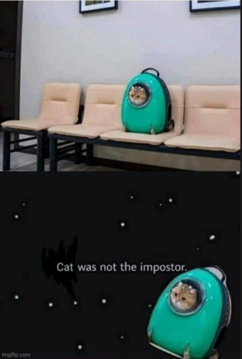 Lol | image tagged in among us,cats,memes | made w/ Imgflip meme maker