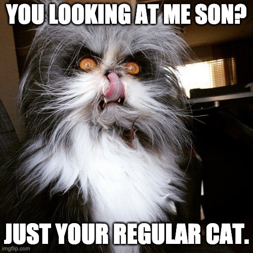 Evil Cat | YOU LOOKING AT ME SON? JUST YOUR REGULAR CAT. | image tagged in evil cat,crazy,crazy eyes | made w/ Imgflip meme maker