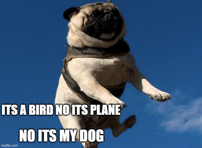 doggo | ITS A BIRD NO ITS PLANE; NO ITS MY DOG | image tagged in dogggggo | made w/ Imgflip meme maker