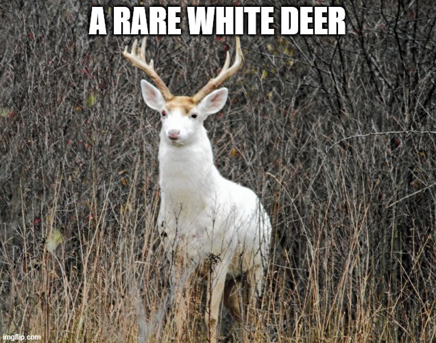Rare Deer | A RARE WHITE DEER | made w/ Imgflip meme maker
