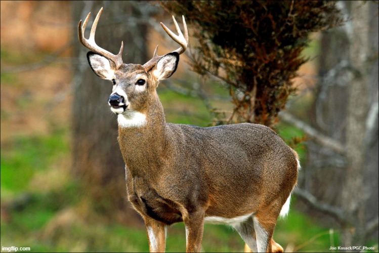 Deer | made w/ Imgflip meme maker
