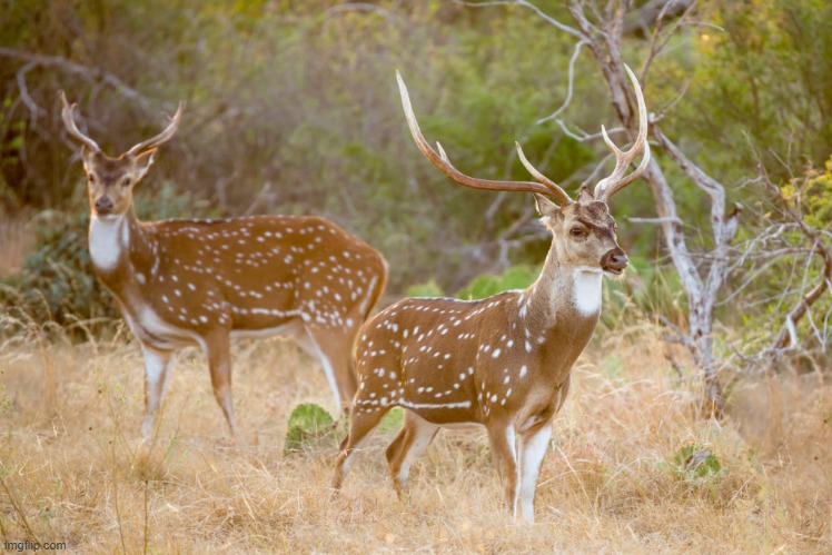 2 deer | made w/ Imgflip meme maker