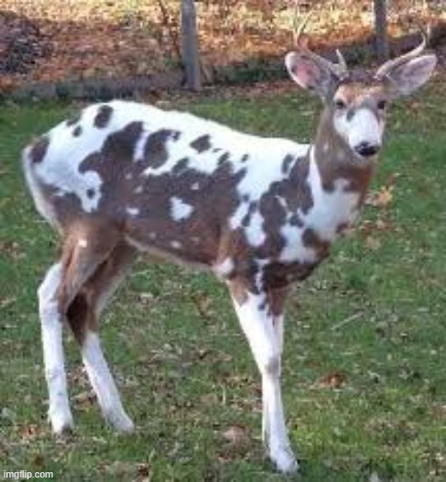 Another Deer | made w/ Imgflip meme maker