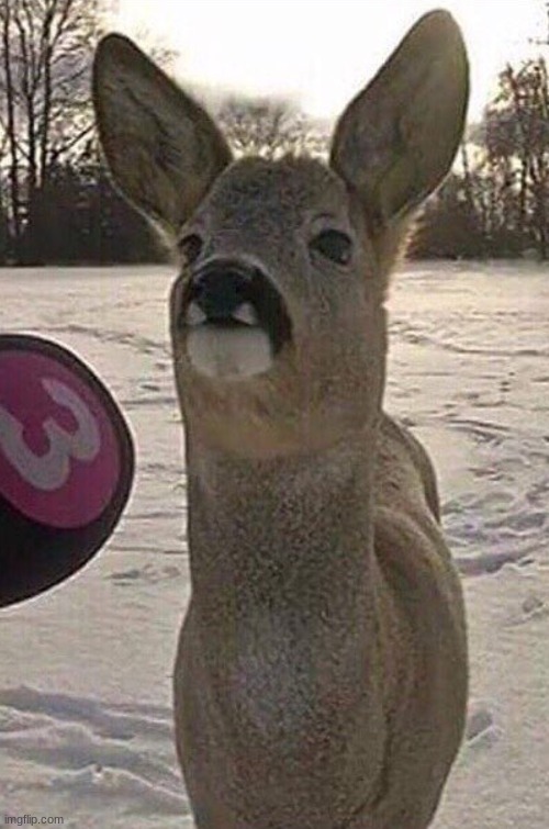 Deer Interview | image tagged in deer interview | made w/ Imgflip meme maker