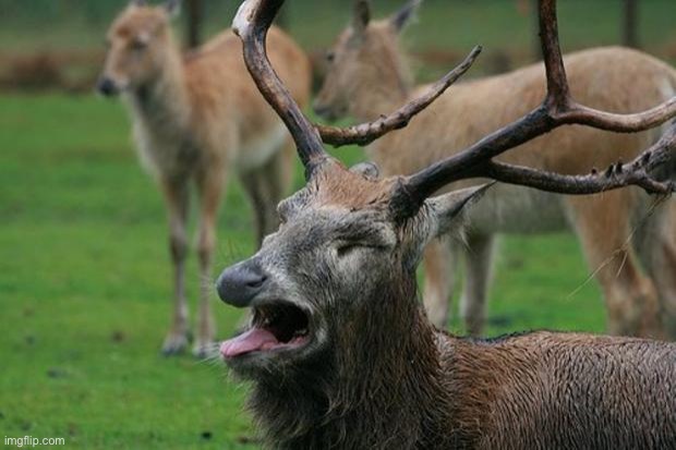 disgusted deer | image tagged in disgusted deer | made w/ Imgflip meme maker