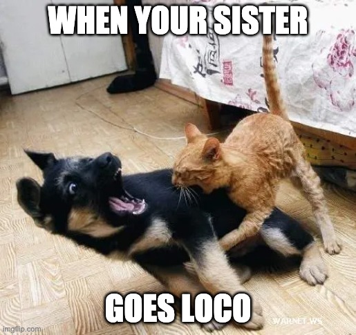 Cat vs. Dog | WHEN YOUR SISTER; GOES LOCO | image tagged in cat,dog,vs,loco,crazy | made w/ Imgflip meme maker