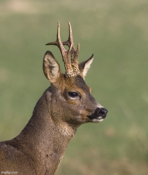 Sad deer | image tagged in sad deer | made w/ Imgflip meme maker