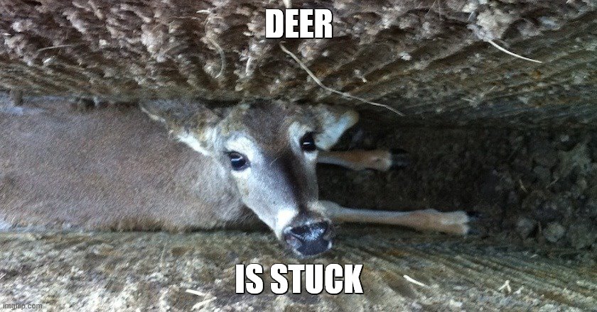 deer is stuck and trend is dumb | DEER; IS STUCK | made w/ Imgflip meme maker