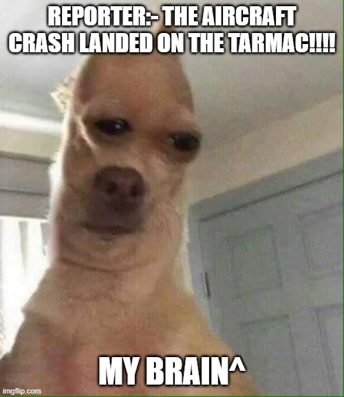  REPORTER:- THE AIRCRAFT CRASH LANDED ON THE TARMAC!!!! MY BRAIN^ | image tagged in squashed doggo | made w/ Imgflip meme maker