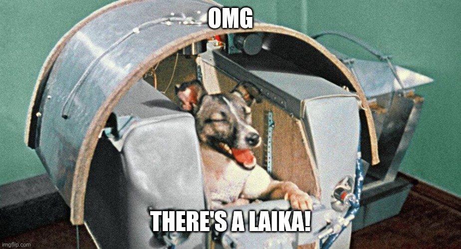 Laika | OMG THERE'S A LAIKA! | image tagged in laika | made w/ Imgflip meme maker