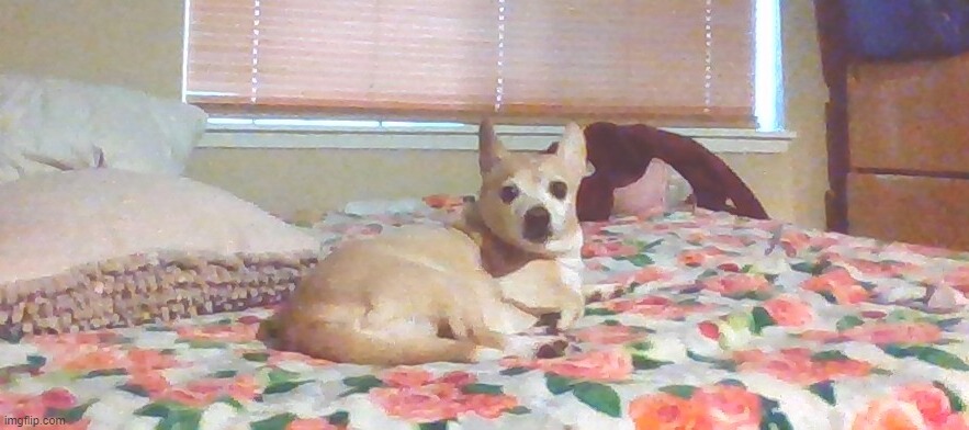 dog 2 of 2 | made w/ Imgflip meme maker