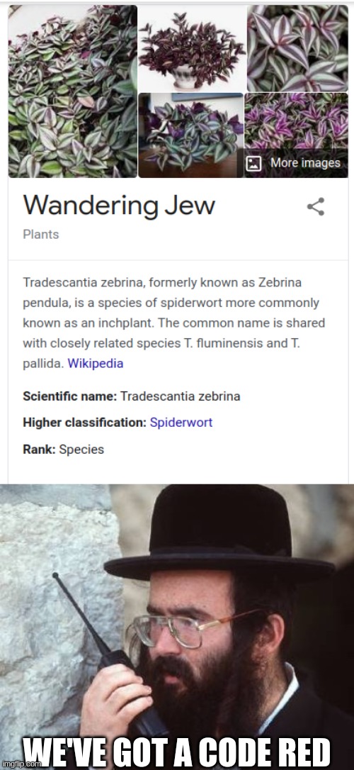 Wandering Jew | WE'VE GOT A CODE RED | image tagged in jew,jewish,wandering jew,google,chrome,google chrome | made w/ Imgflip meme maker
