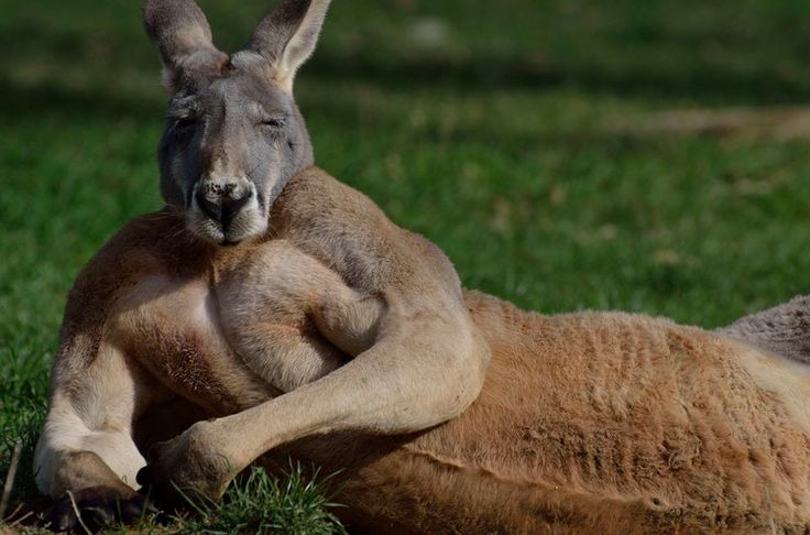 Tough Kangaroo Blank Meme Template