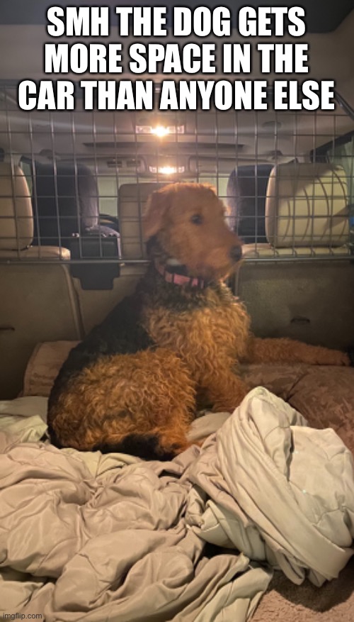 SMH THE DOG GETS MORE SPACE IN THE CAR THAN ANYONE ELSE | made w/ Imgflip meme maker