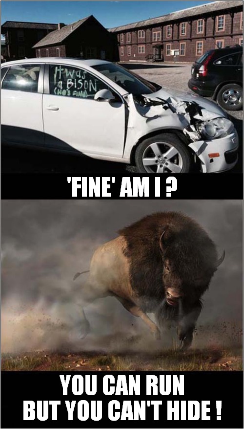 Bisons Revenge | 'FINE' AM I ? YOU CAN RUN
BUT YOU CAN'T HIDE ! | image tagged in accident,bison,frontpage | made w/ Imgflip meme maker