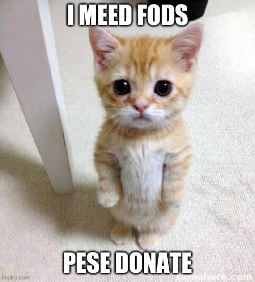 Cute Cat Meme | I MEED FODS; PESE DONATE | image tagged in memes,cute cat | made w/ Imgflip meme maker