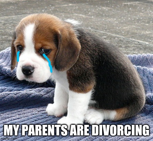 sad dog | MY PARENTS ARE DIVORCING | image tagged in sad dog | made w/ Imgflip meme maker