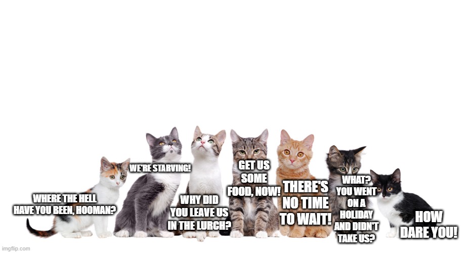 GET US SOME FOOD, NOW! WE'RE STARVING! WHAT? YOU WENT ON A HOLIDAY AND DIDN'T TAKE US? THERE'S NO TIME TO WAIT! HOW DARE YOU! WHY DID YOU LEAVE US IN THE LURCH? WHERE THE HELL HAVE YOU BEEN, HOOMAN? | image tagged in cats,memes,funny,animals,hilarious,meme | made w/ Imgflip meme maker
