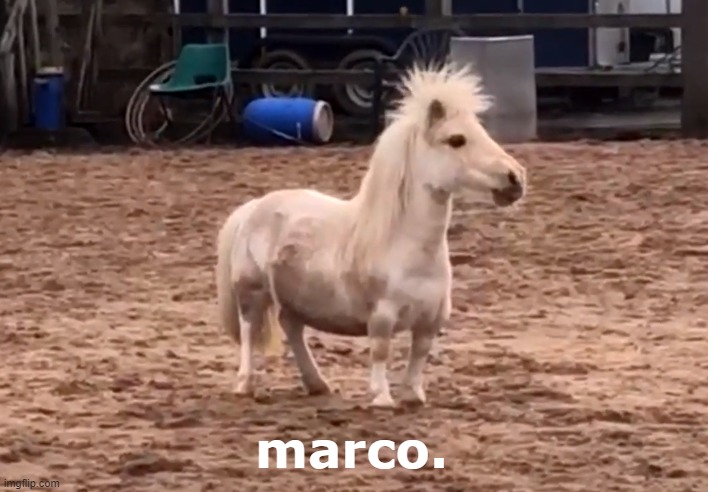 Marco | marco. | image tagged in marco,memes | made w/ Imgflip meme maker
