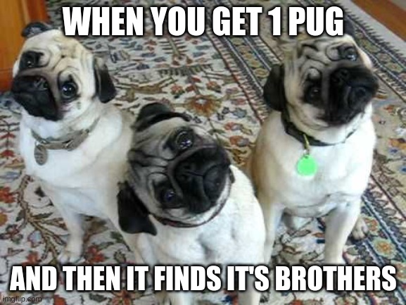 cute doggos | WHEN YOU GET 1 PUG; AND THEN IT FINDS IT'S BROTHERS | image tagged in confused pug trio | made w/ Imgflip meme maker