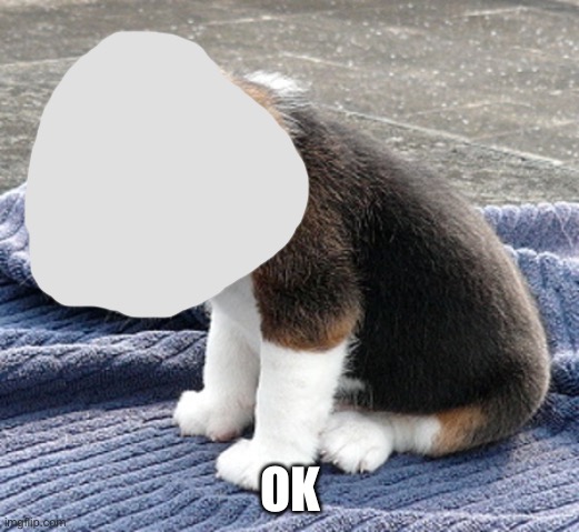 sad dog | OK | image tagged in sad dog | made w/ Imgflip meme maker