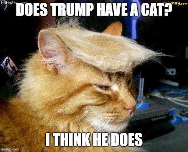 Trump Cat Meme | DOES TRUMP HAVE A CAT? I THINK HE DOES | image tagged in donald trump cat,memes | made w/ Imgflip meme maker
