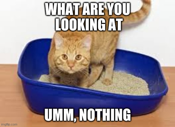 Cat in litter box | WHAT ARE YOU
 LOOKING AT; UMM, NOTHING | image tagged in what are you looking at | made w/ Imgflip meme maker