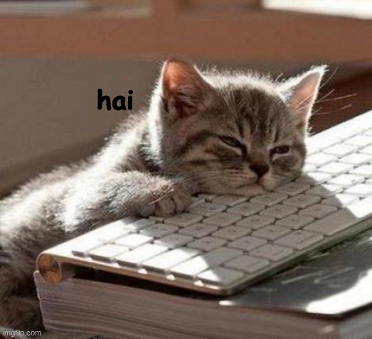 tired cat | hai | image tagged in tired cat | made w/ Imgflip meme maker