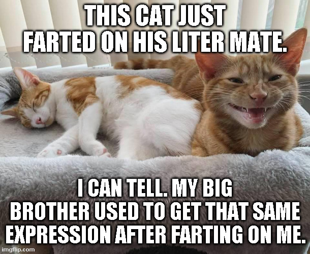 Cat Farter | THIS CAT JUST FARTED ON HIS LITER MATE. I CAN TELL. MY BIG BROTHER USED TO GET THAT SAME EXPRESSION AFTER FARTING ON ME. | image tagged in cats,farts | made w/ Imgflip meme maker