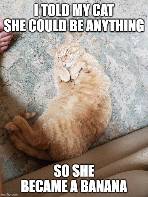 Cat = fruit | I TOLD MY CAT SHE COULD BE ANYTHING; SO SHE BECAME A BANANA | image tagged in cats | made w/ Imgflip meme maker