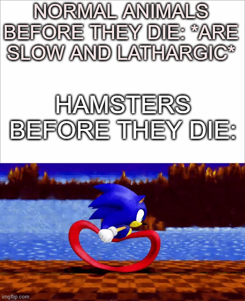 Only people who had hamsters get this | NORMAL ANIMALS BEFORE THEY DIE: *ARE SLOW AND LATHARGIC*; HAMSTERS BEFORE THEY DIE: | image tagged in sonic,funny,memes,meme,sonic fast,hamster | made w/ Imgflip meme maker
