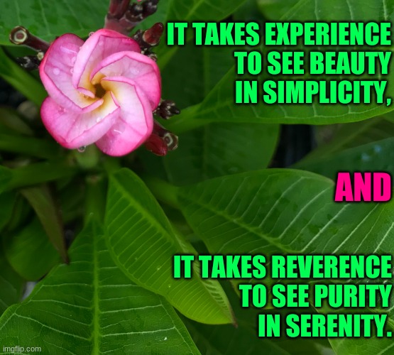 Beauty in Simplicity | IT TAKES EXPERIENCE
TO SEE BEAUTY
IN SIMPLICITY, AND; IT TAKES REVERENCE
TO SEE PURITY
IN SERENITY. | image tagged in beauty in simplicity,nature,beautiful nature,flowers,plants,love | made w/ Imgflip meme maker