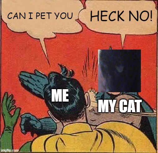 why cat why! | CAN I PET YOU; HECK NO! ME; MY CAT | image tagged in memes,batman slapping robin,cats | made w/ Imgflip meme maker