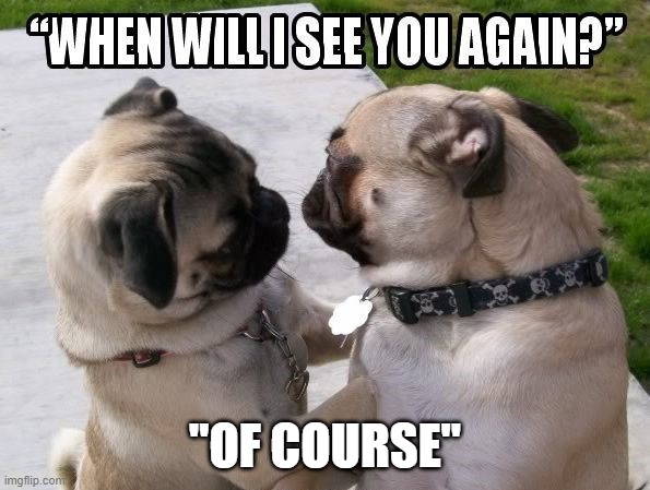 dog | "OF COURSE" | image tagged in dog | made w/ Imgflip meme maker