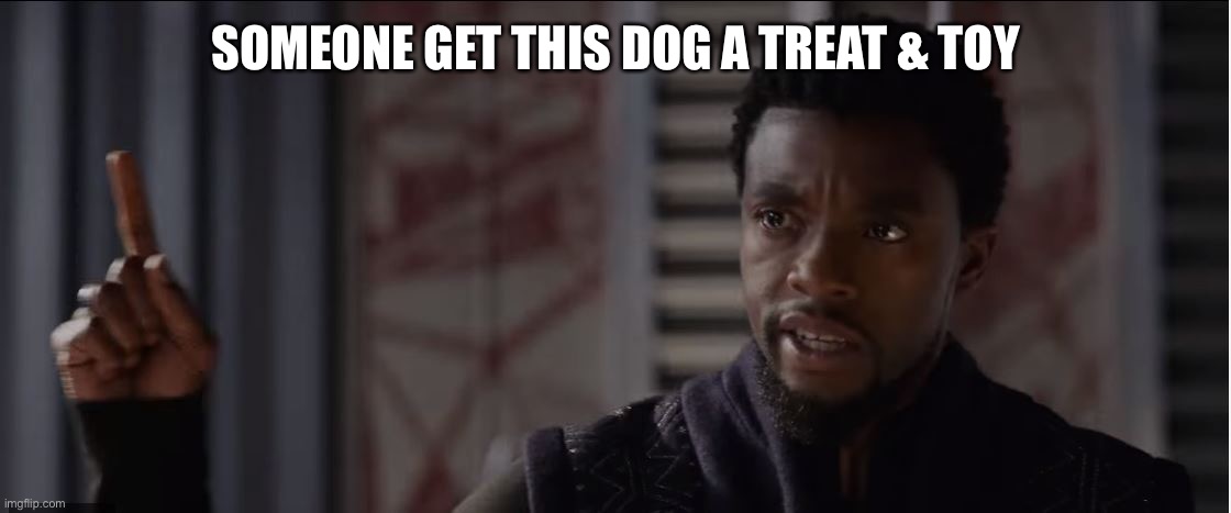 get this man a shield | SOMEONE GET THIS DOG A TREAT & TOY | image tagged in get this man a shield | made w/ Imgflip meme maker